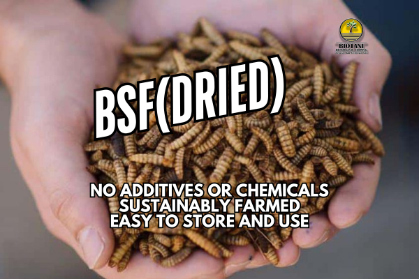 Pakan Ternakan Organik